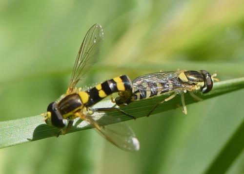 Sphaerophoria scripta